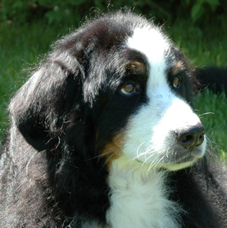 Happy Dog Boarding at Country Haven