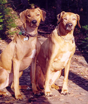 Doggy Daycare Fun at Country Haven Kennels