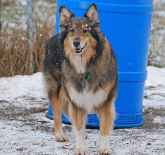 Lowville Dog Boarding